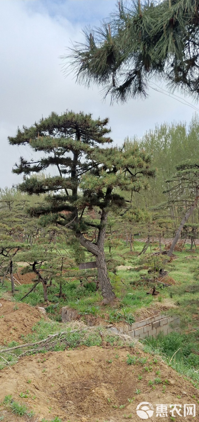造型松价格深度解析：从泰安苗木基地看景观松培育的成本逻辑与市场行情